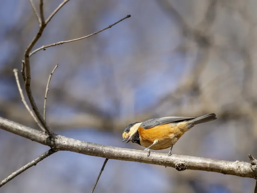 File:Sittiparus varius Gumma-ken Japan 20240302- YAS1305.jpg