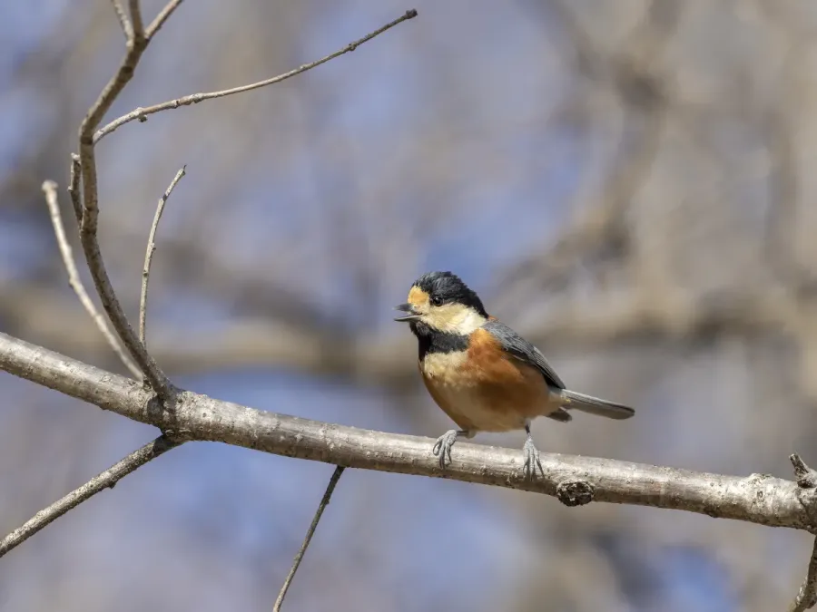 File:Sittiparus varius Gumma-ken Japan 20240302- YAS1331.jpg