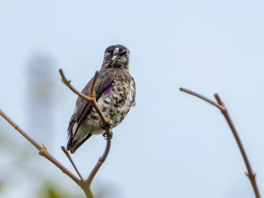 File:Iodopleura isabellae White-bellied purpletuft (male); Cachoeira da Serra, Altamira, Pará, Brazil.jpg