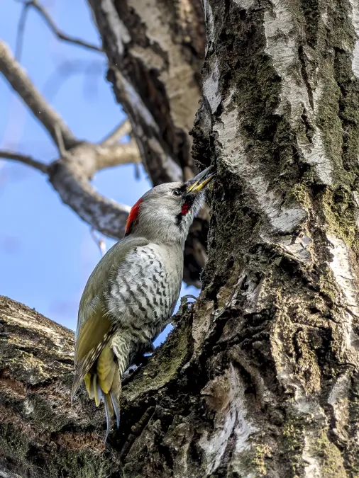 File:Picus awokera Gumma Japan 20240317- YAS7149-2.jpg