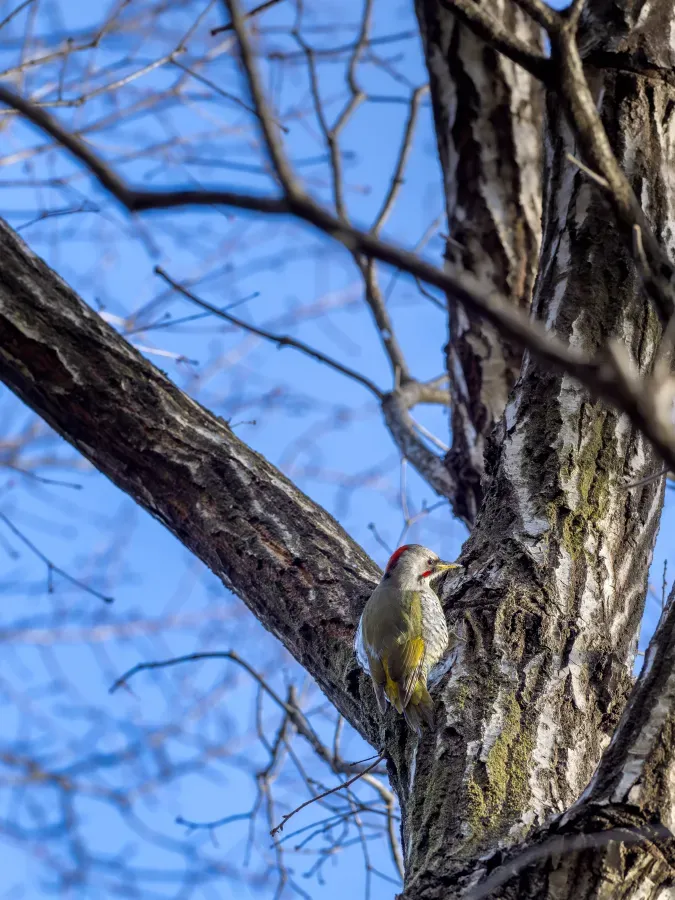 File:Picus awokera female 20240317- YAS7056.jpg