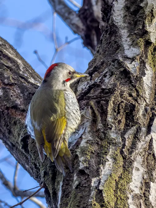File:Picus awokera female 20240317- YAS7056-2.jpg