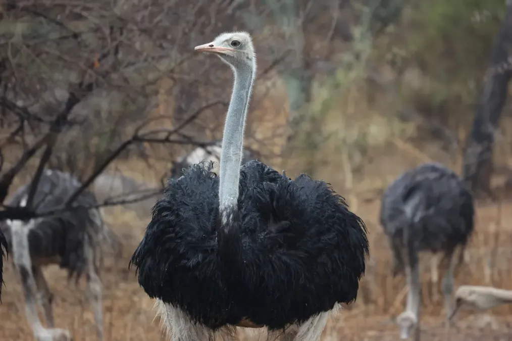 File:Struthio molybdophanes 443006323.jpg