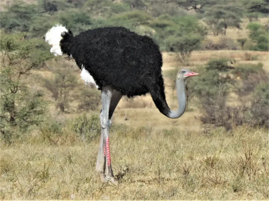 File:Struthio molybdophanes 49854225.jpg