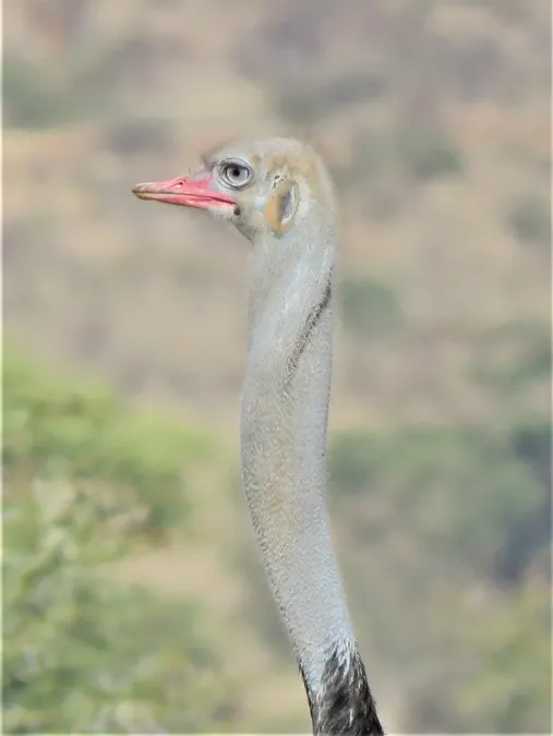 File:Struthio molybdophanes 49854227.jpg