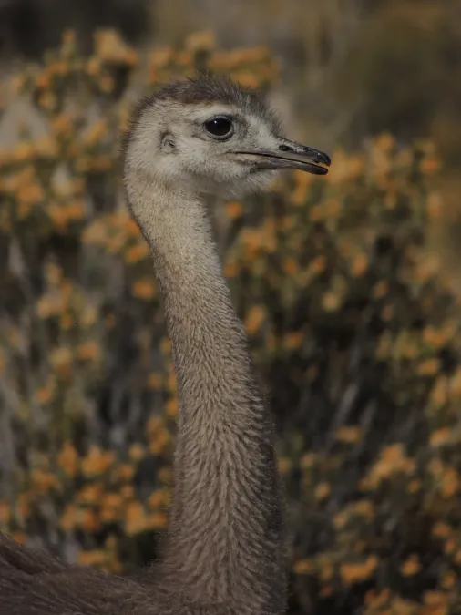 File:Rhea pennata 401855128.jpg