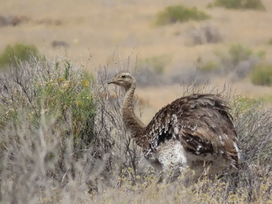 File:Rhea pennata 352439478.jpg