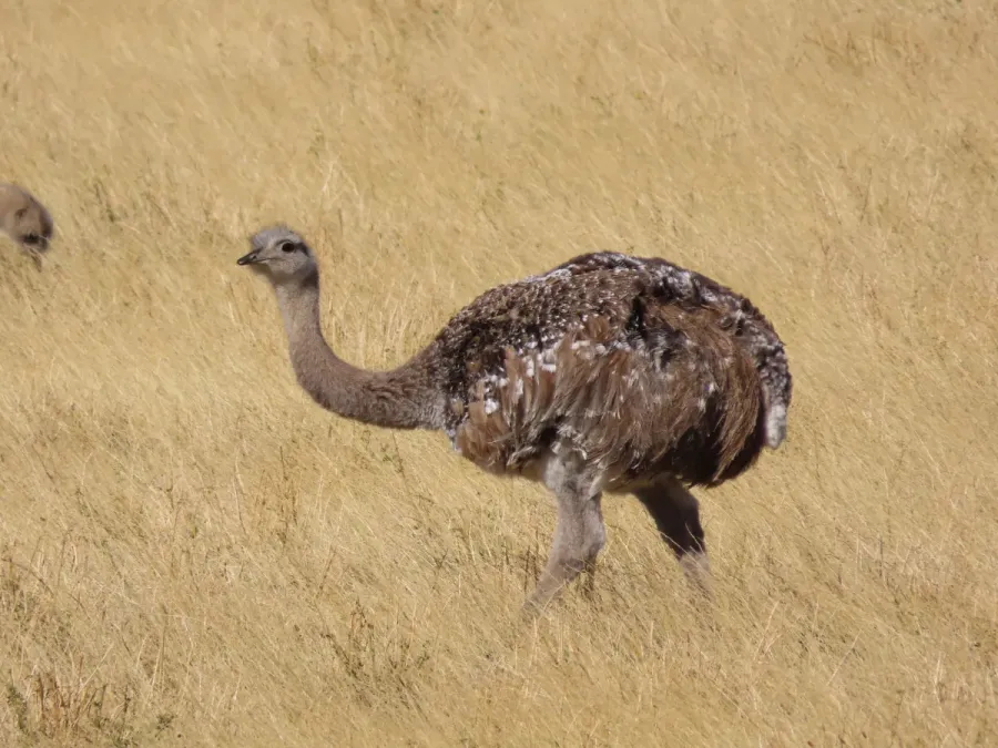 File:Rhea pennata 367967801.jpg