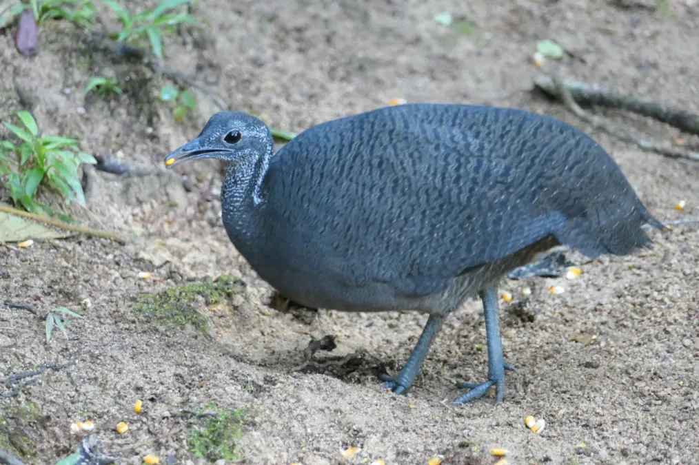 File:Tinamus tao 228506073.jpg