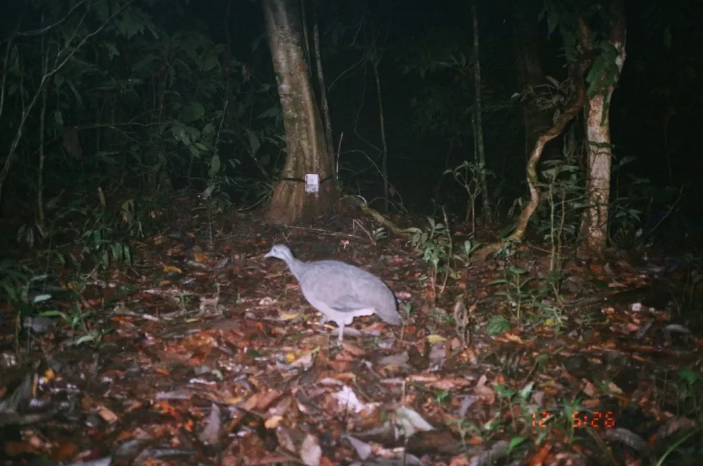 File:Tinamus tao 53853764.jpg