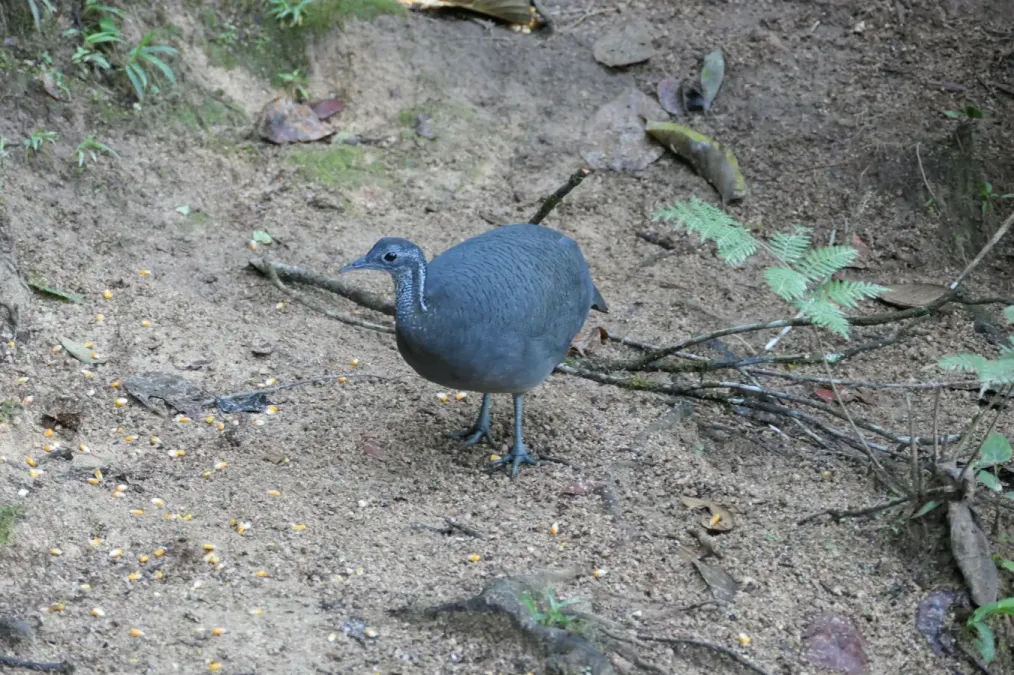 File:Tinamus tao 228505931.jpg