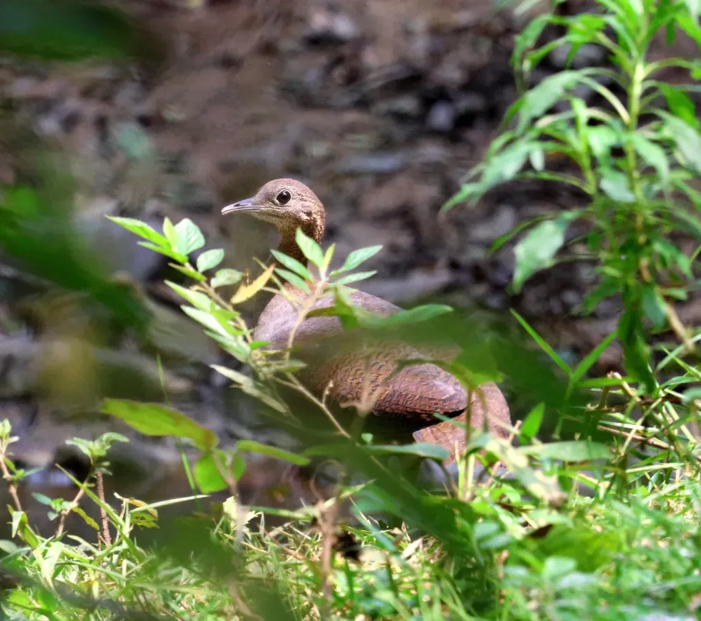 File:Tinamus solitarius 428575677.jpg