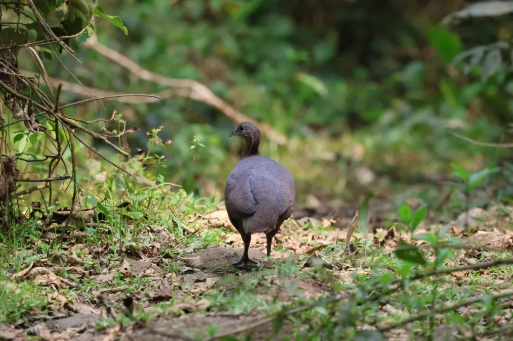 File:Tinamus solitarius 428575804.jpg