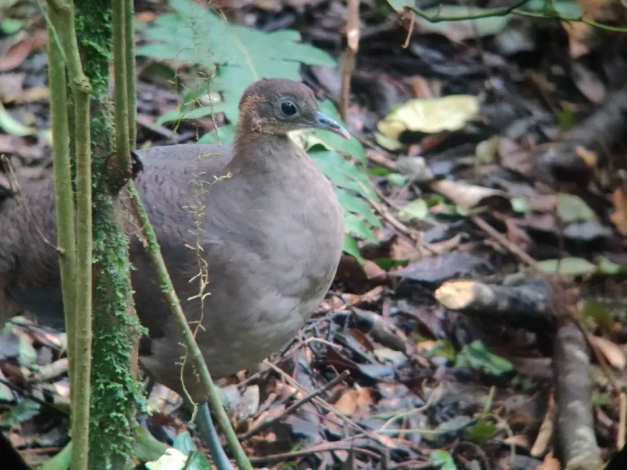 File:Tinamus solitarius 230288621.jpg