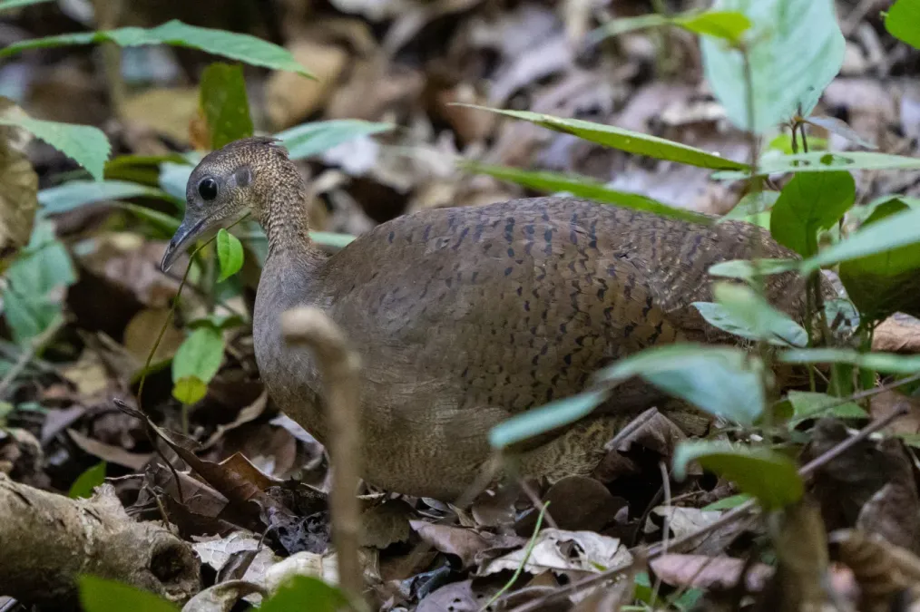 File:Tinamus major 355591631.jpg