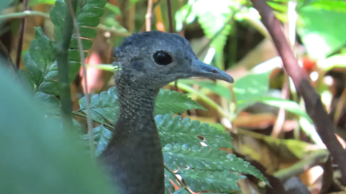 File:Tinamus major 185559754.jpg