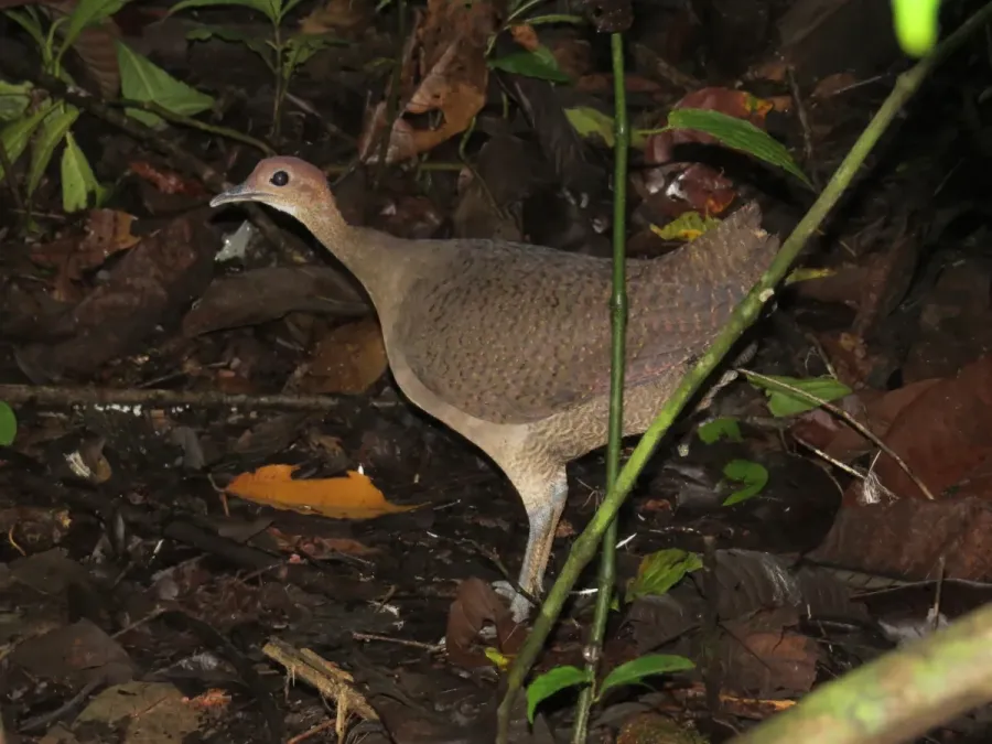 File:Tinamus major 66498319.jpg