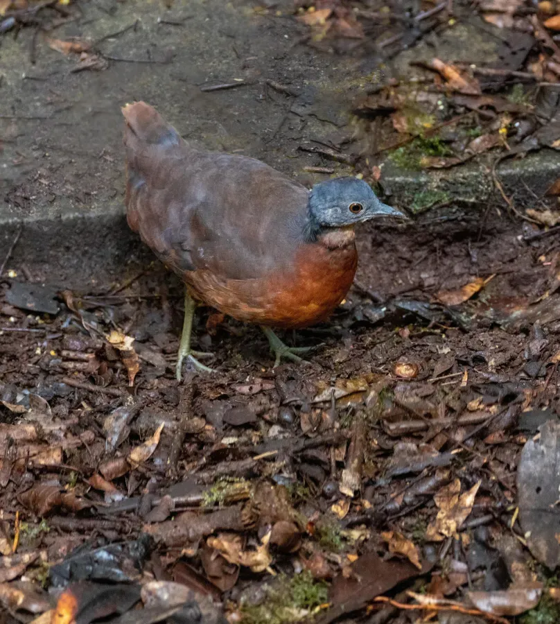 File:Crypturellus soui 114213233.jpg