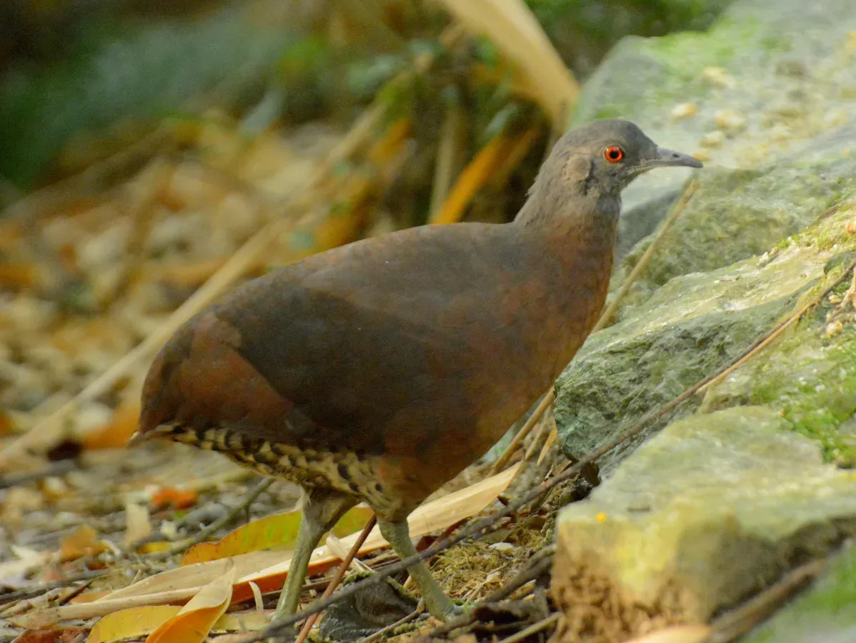 File:Crypturellus obsoletus 351805537.jpg