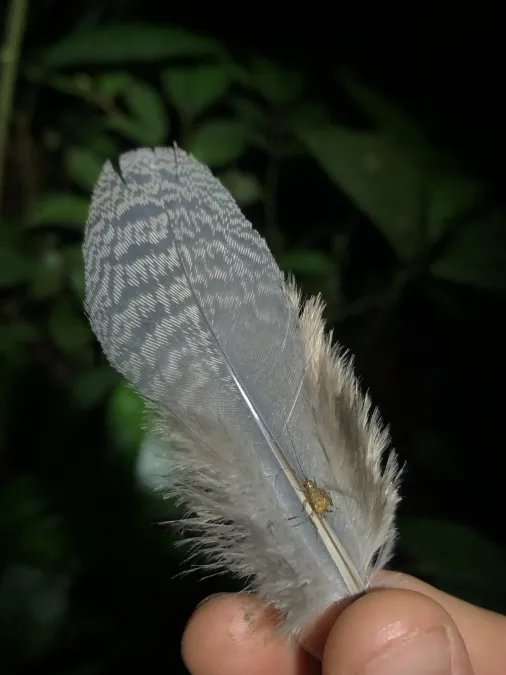 File:Crypturellus undulatus 452140106.jpg