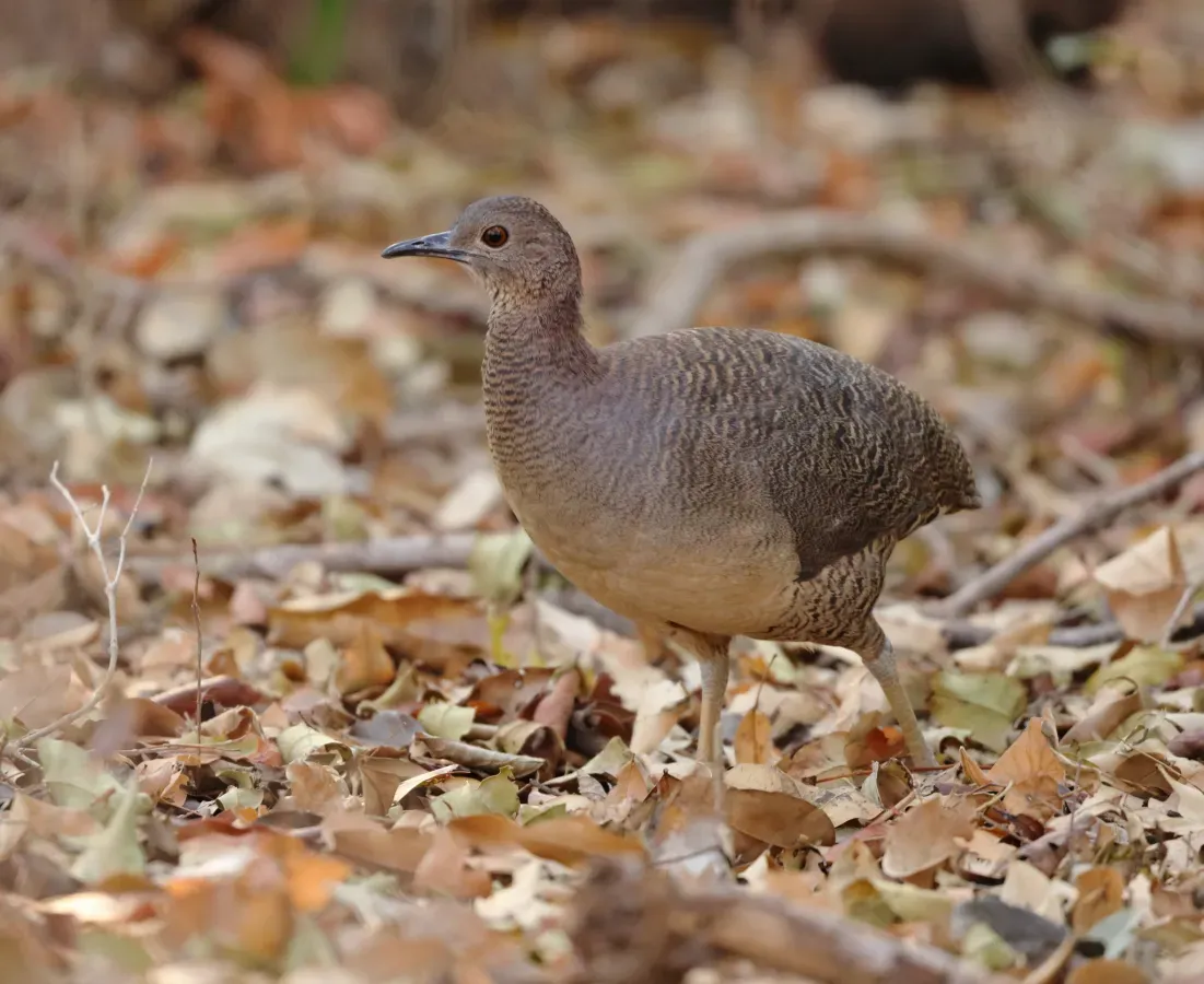 File:Crypturellus undulatus 428604654.jpg