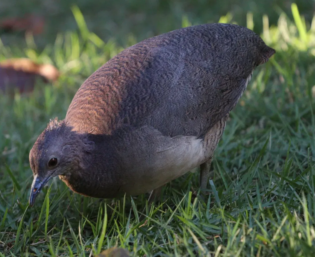 File:Crypturellus undulatus 289010417.jpg