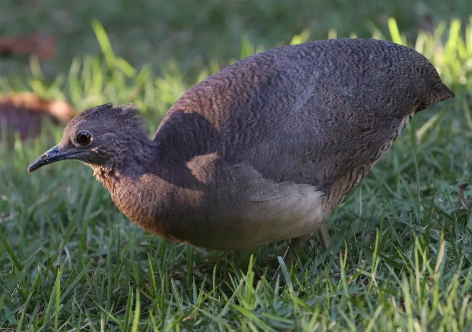 File:Crypturellus undulatus 289010435.jpg