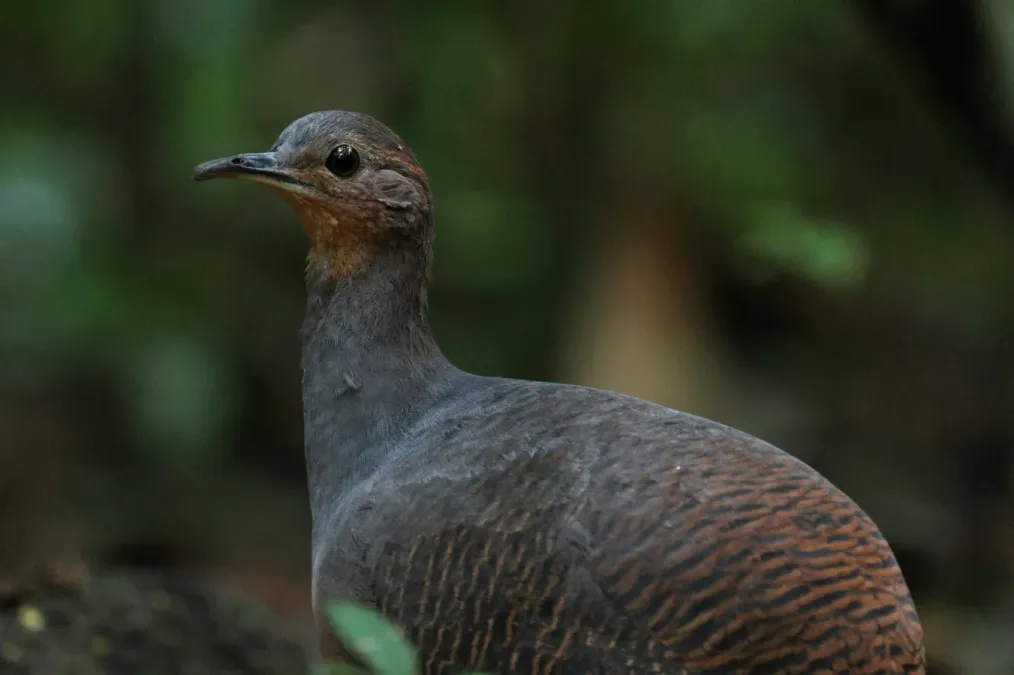 File:Crypturellus noctivagus 454513242.jpg