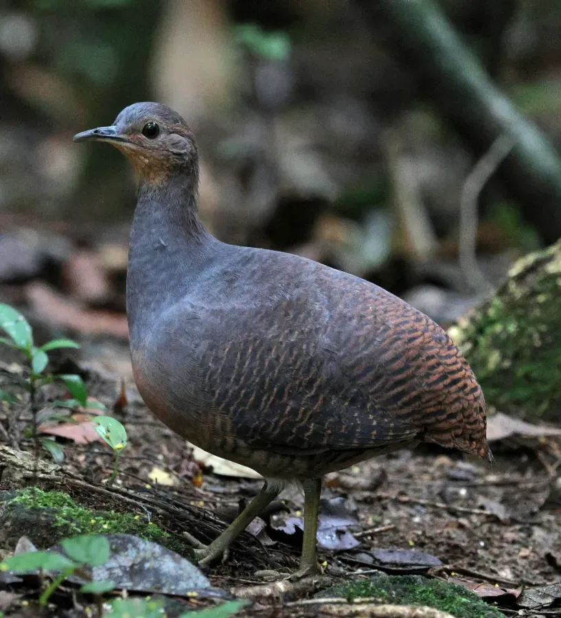 File:Crypturellus noctivagus 454513221.jpg