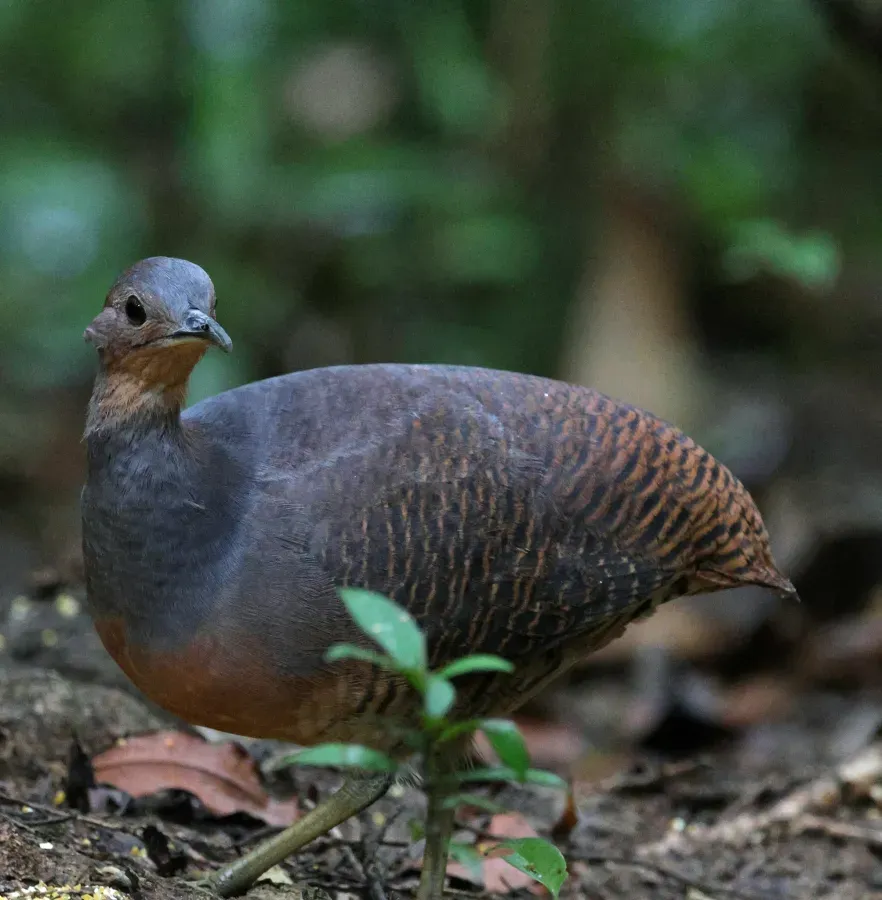 File:Crypturellus noctivagus 454513191.jpg