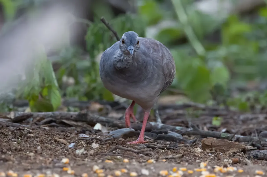 File:Crypturellus transfasciatus 323098437.jpg