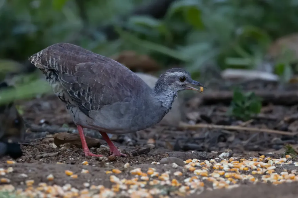 File:Crypturellus transfasciatus 323098176.jpg
