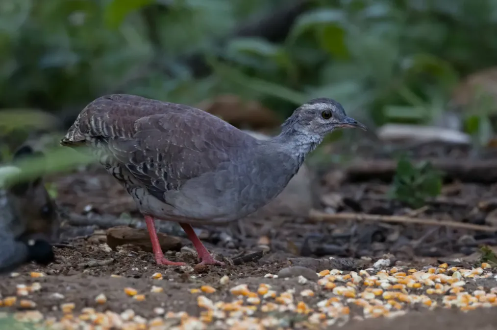 File:Crypturellus transfasciatus 323098208.jpg