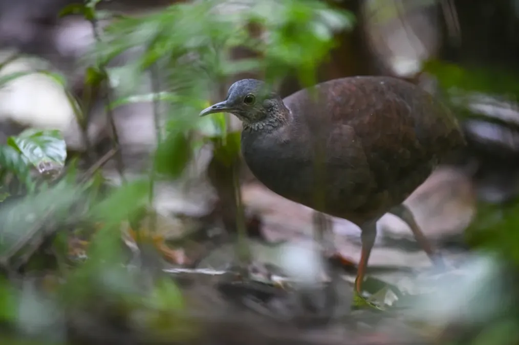 File:Crypturellus boucardi 176516099.jpg