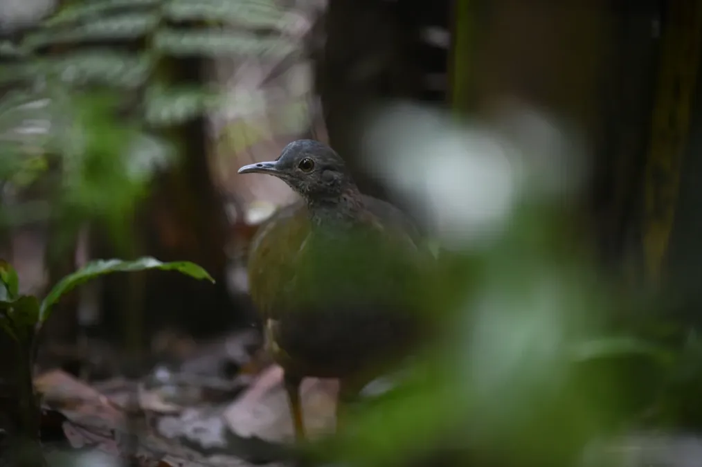 File:Crypturellus boucardi 176516140.jpg