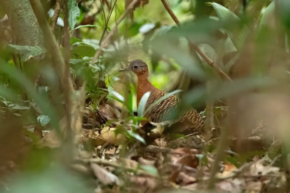 File:Crypturellus variegatus 346736950.jpg