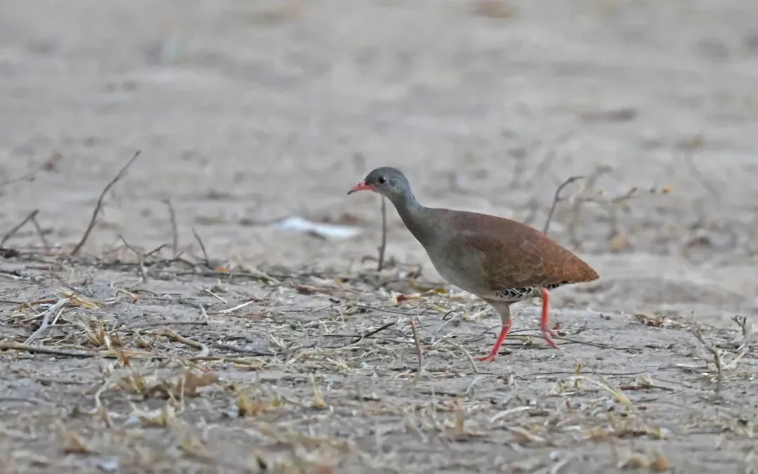 File:Crypturellus parvirostris 442521480.jpg