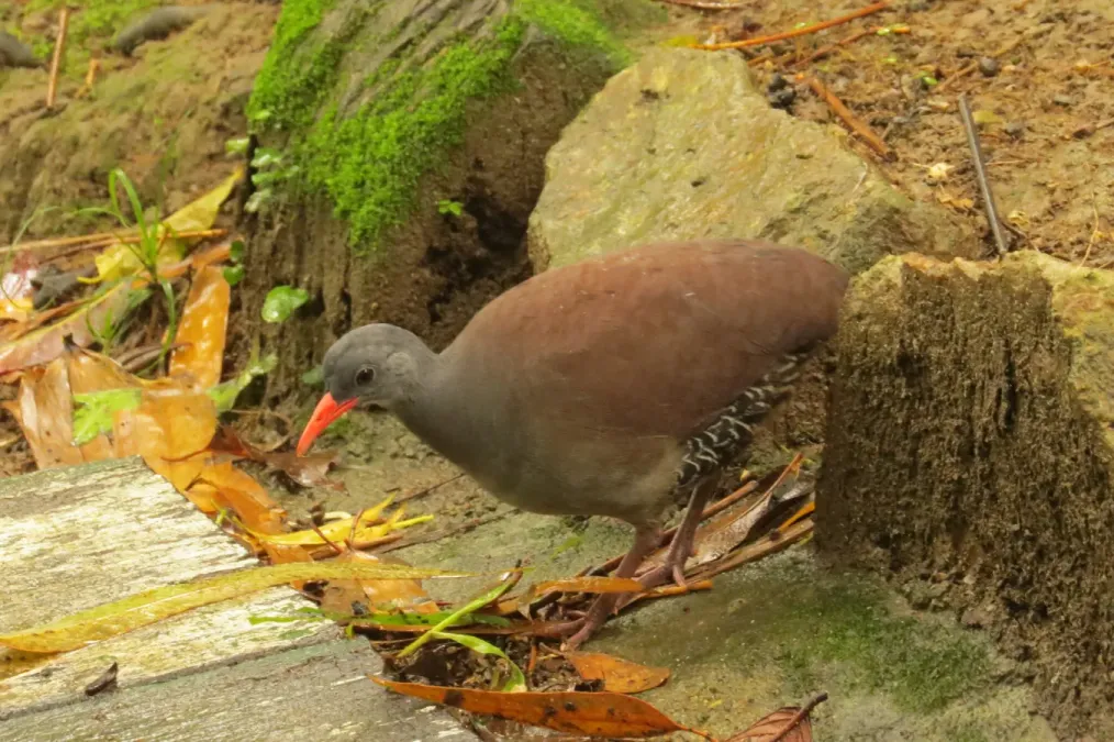 File:Crypturellus tataupa 347487448.jpg