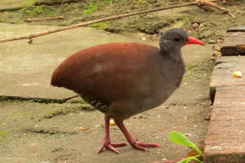 File:Crypturellus tataupa 347473780.jpg