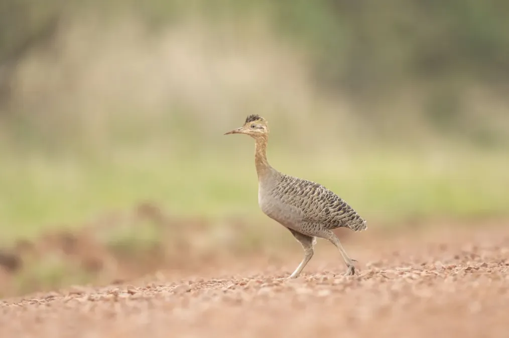 File:Rhynchotus rufescens 418729467.jpg