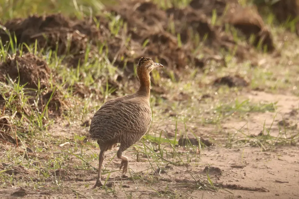 File:Rhynchotus rufescens 434930824.jpg