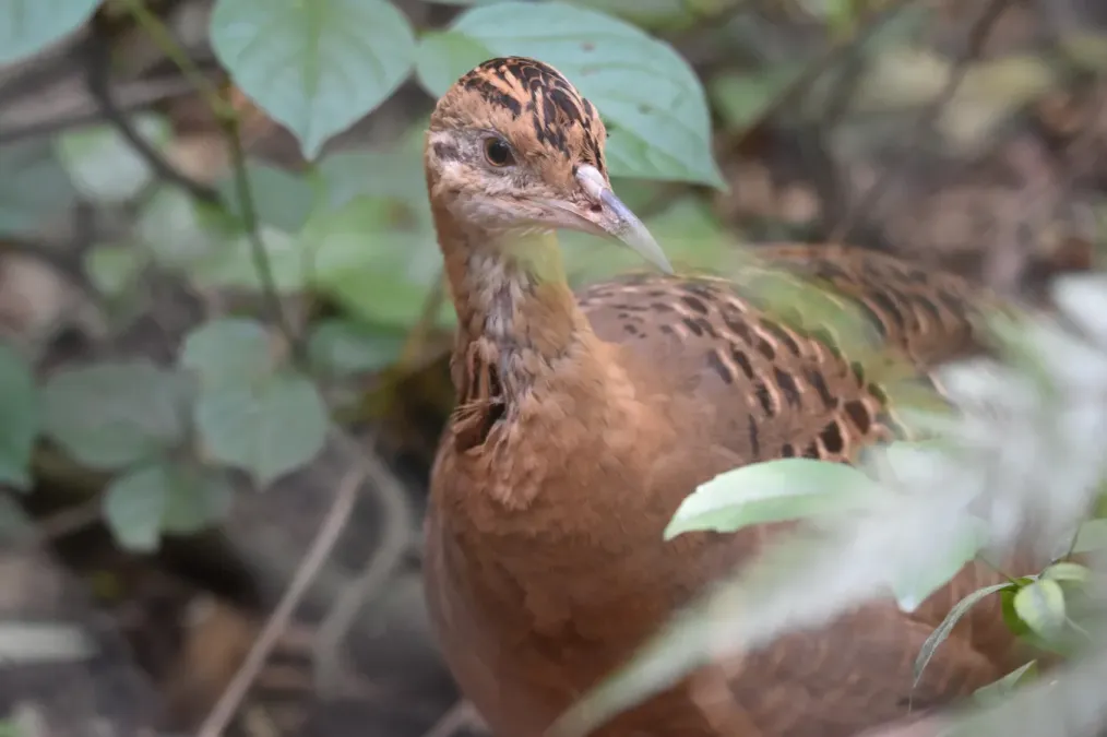 File:Rhynchotus rufescens 249603336.jpg