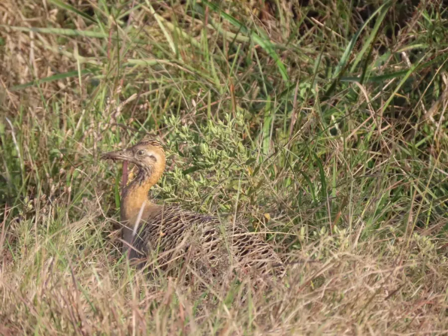 File:Rhynchotus rufescens 394975233.jpg