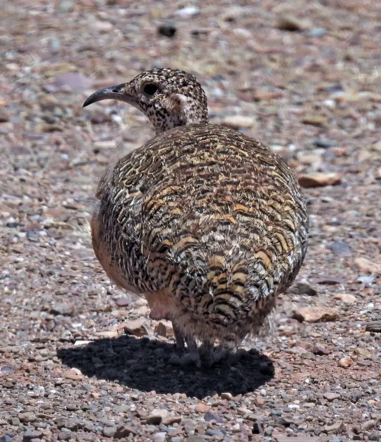 File:Nothoprocta ornata 243510360.jpg