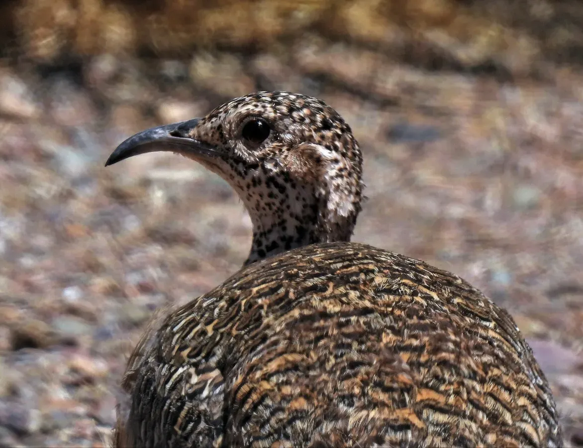 File:Nothoprocta ornata 243510250.jpg