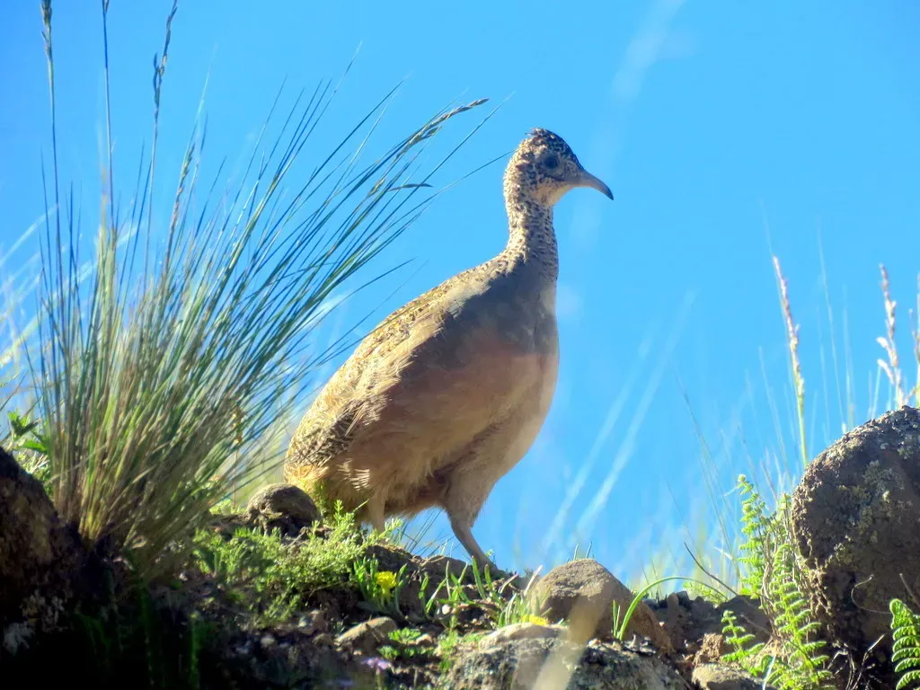 File:Nothoprocta ornata 59206682.jpg