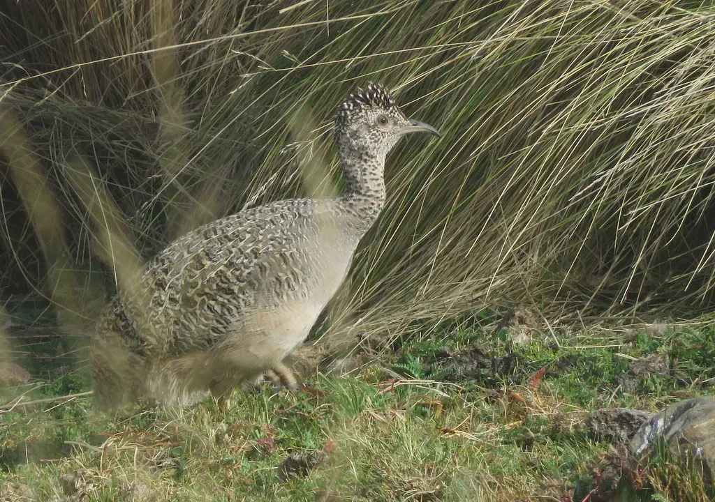 File:Nothoprocta ornata 38938721.jpg