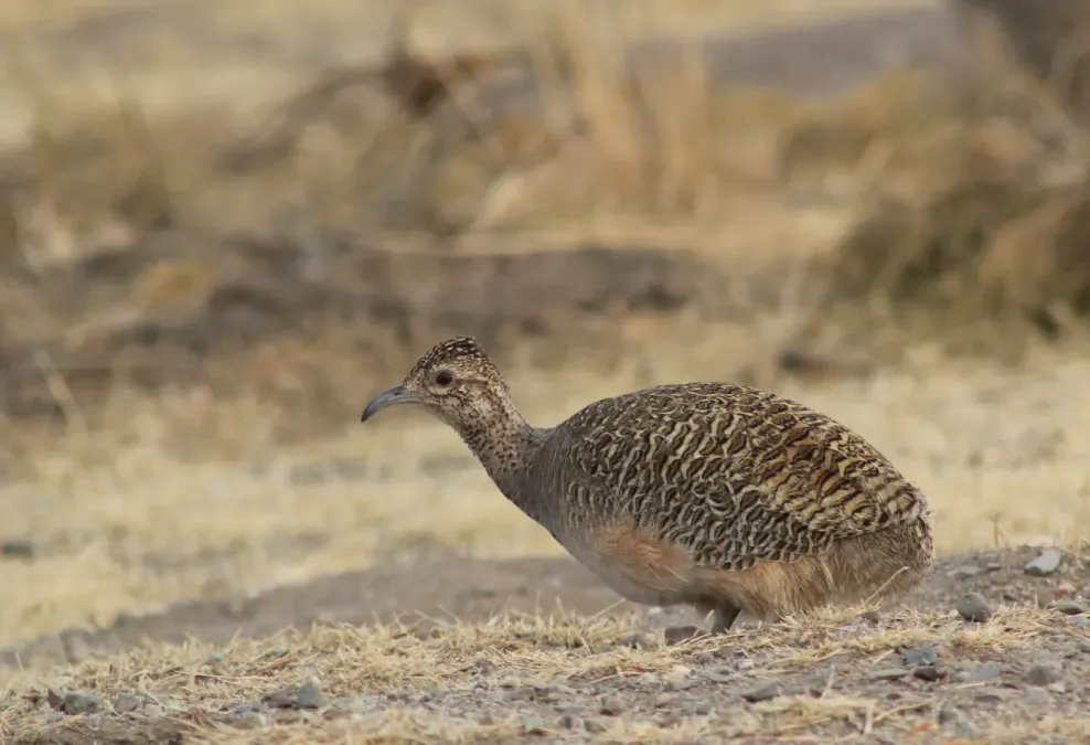 File:Nothoprocta ornata 26406335.jpg