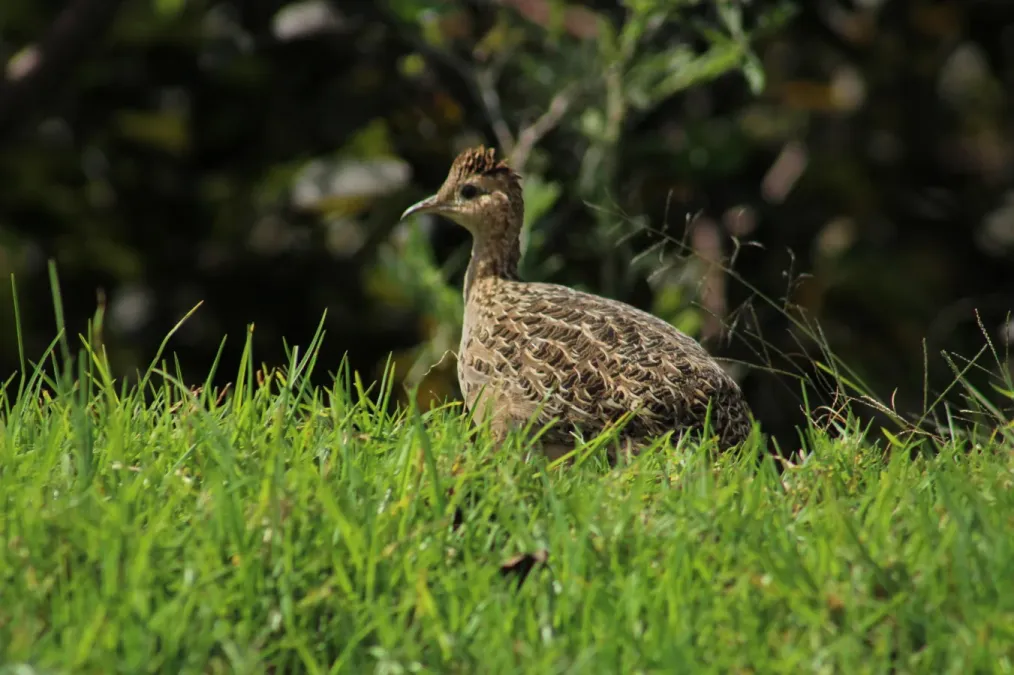 File:Nothoprocta perdicaria 434977563.jpg