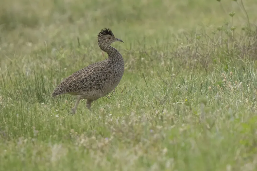 File:Nothoprocta cinerascens 337727194.jpg